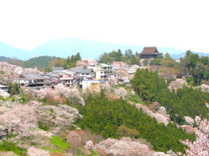 cherry blossoms at yoshinoyama Viacalimala