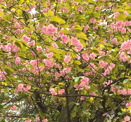 Ben arrivata primavera! Auguri a tutte le bambine!